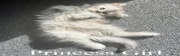 Mixed Breed cats for sale: Rare Silver Smoke Longhair  **  Breed Cross - Advert 11