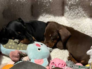 Dachshund dogs Beautiful dachshund puppies - Advert 12