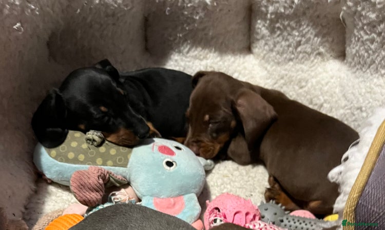 Dachshund dogs - Advert 2