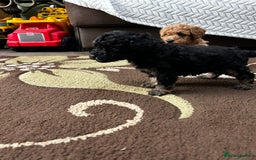 Toy Poodle dogs for sale: Beautiful Toy Poodle Puppies - Image 21