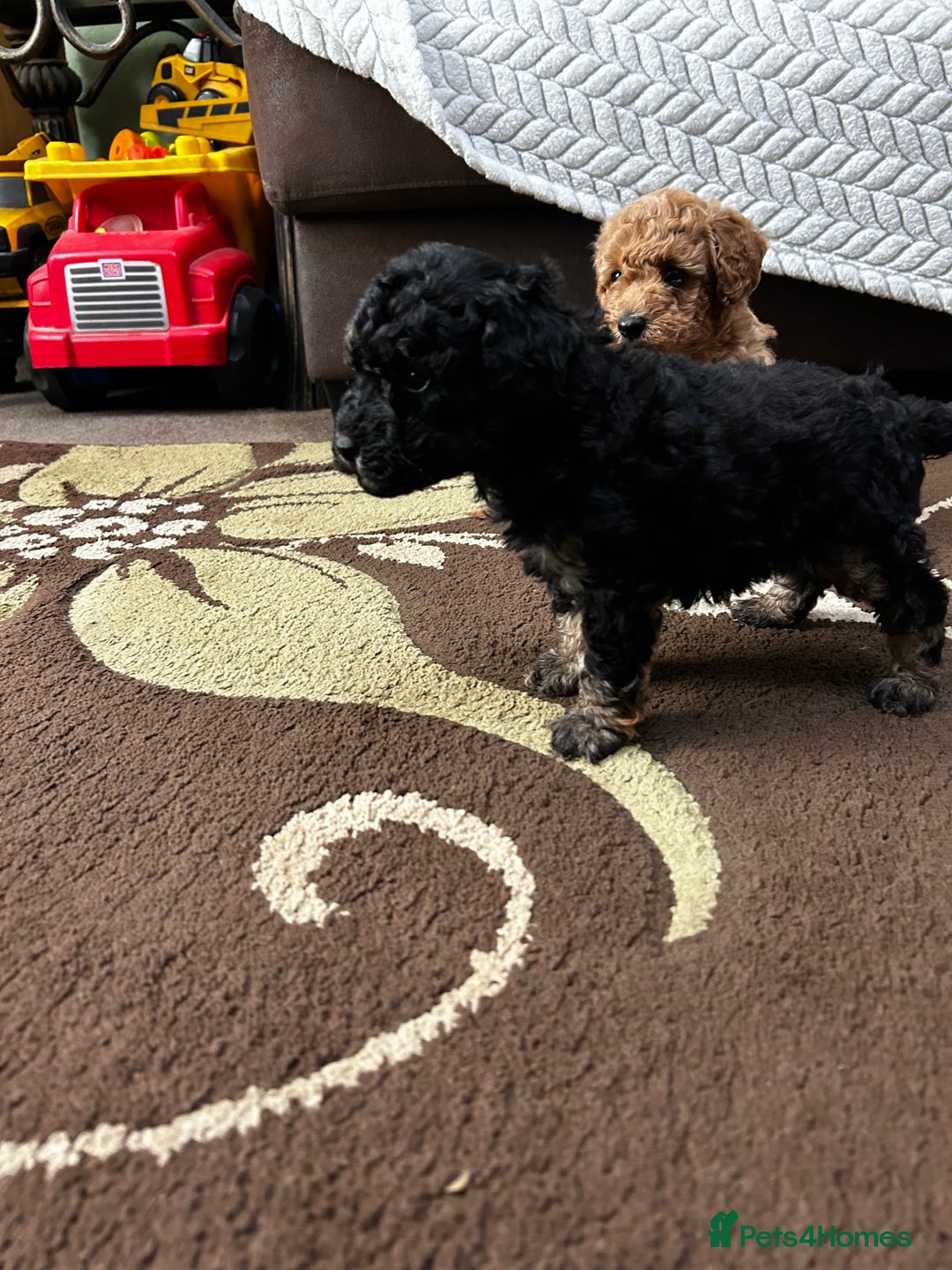 Toy Poodle dogs for sale: Beautiful Toy Poodle Puppies - Image 21