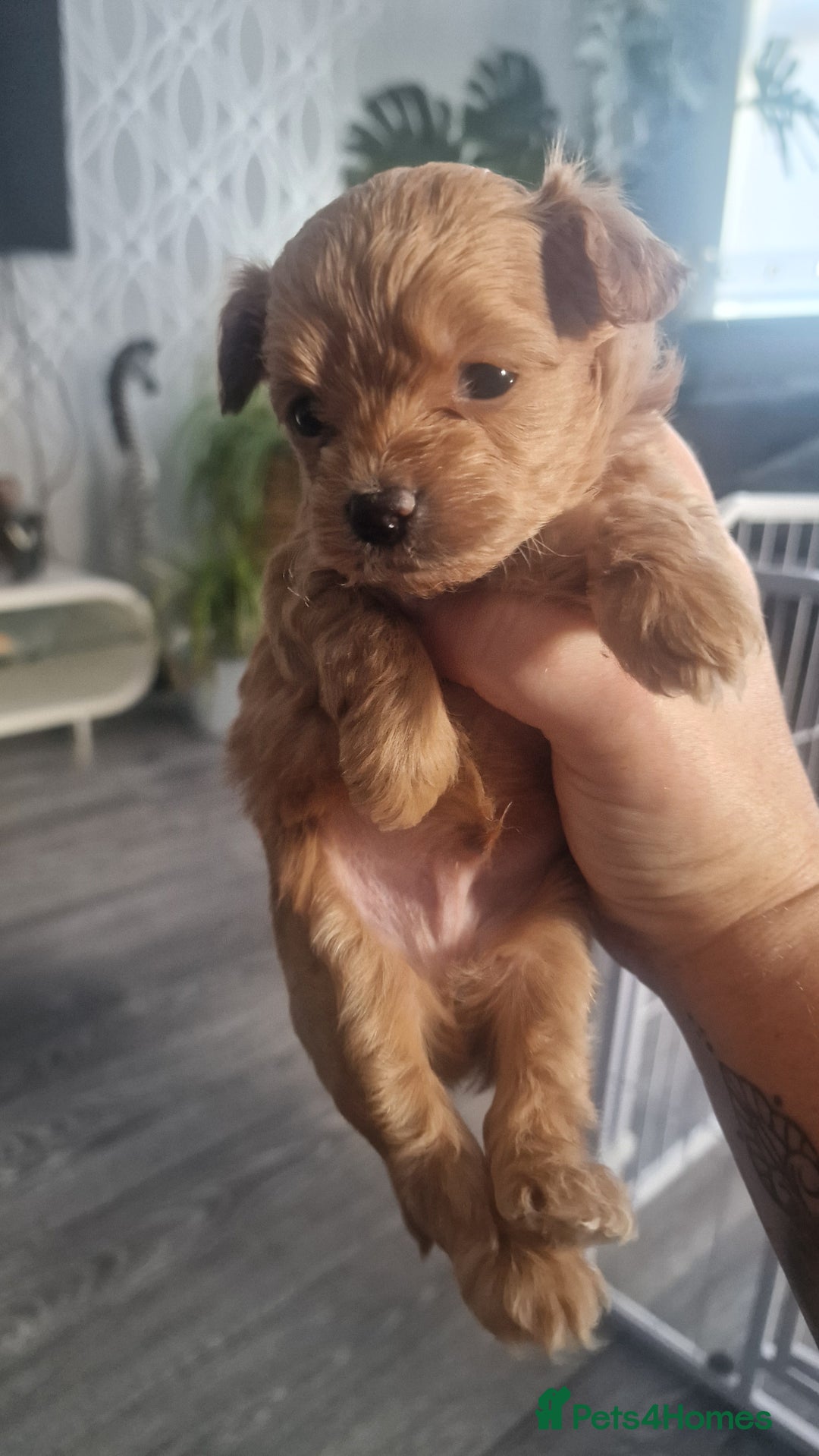 Chipoo dogs for sale: Asian chipoo  - Advert 10
