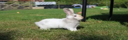 Angora rabbits for sale:     Beautiful Baby Angora Cross bunny rabbit - Advert 6