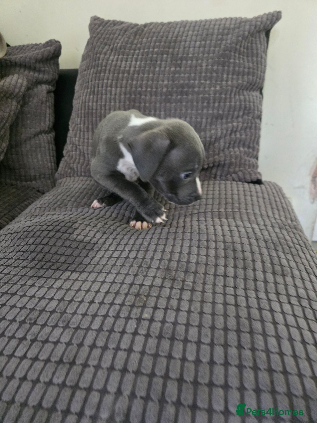 Staffordshire Bull Terrier dogs for sale: Staffordshire bull terrier puppy's  - Image 13