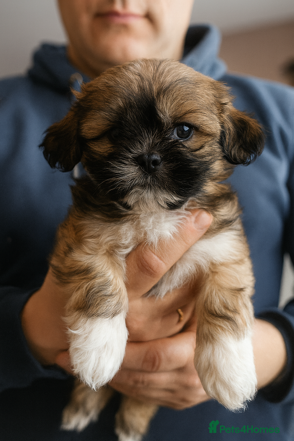 Shih Tzu dogs One Boy LEFT Ready on 16th Dec🦁Shih tzu puppies  - Advert 10