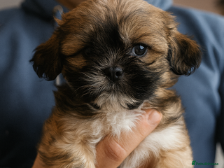 Shih Tzu dogs One Boy LEFT Ready on 16th Dec🦁Shih tzu puppies - Advert 4
