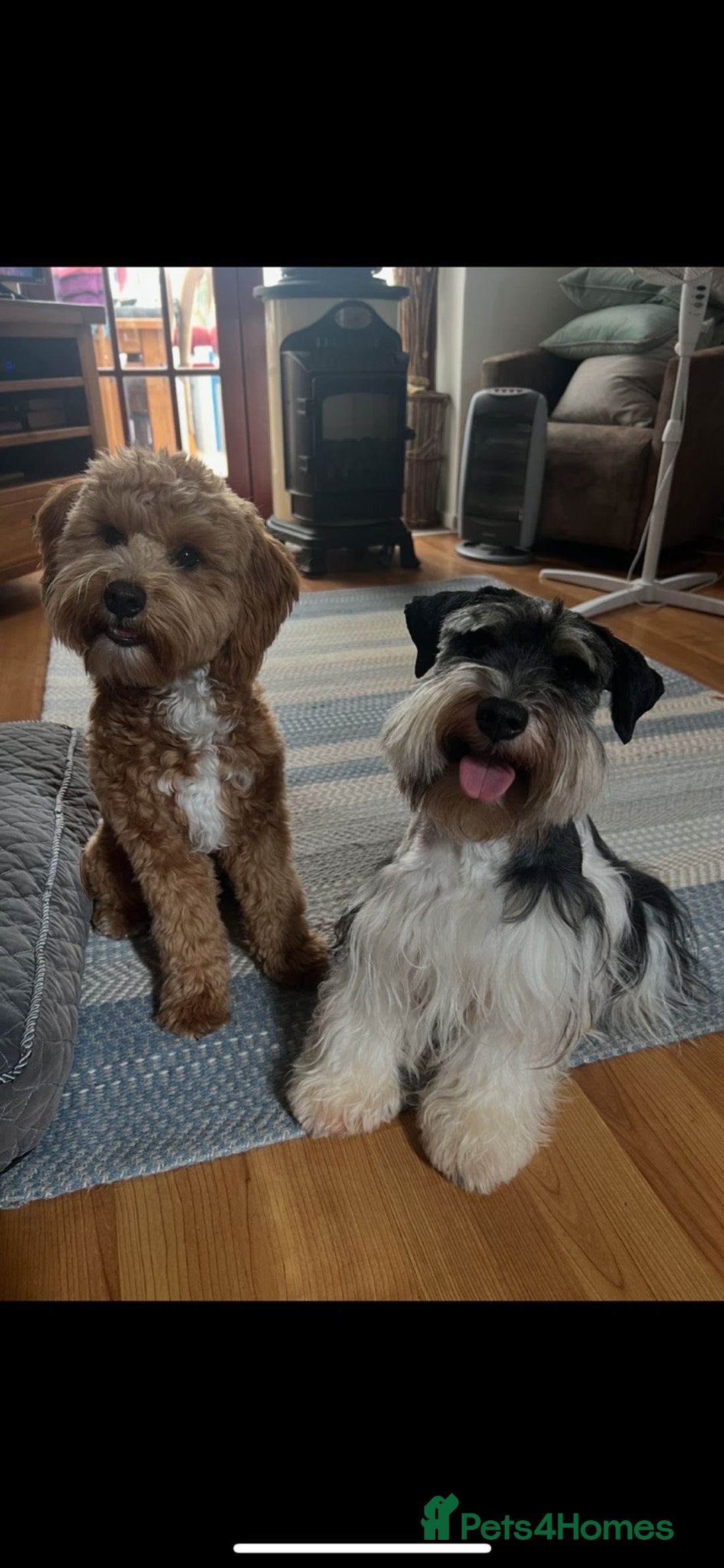 Schnoodle dogs for sale: American Toy Schnoodle Puppies *READY TO GO* - Advert 25