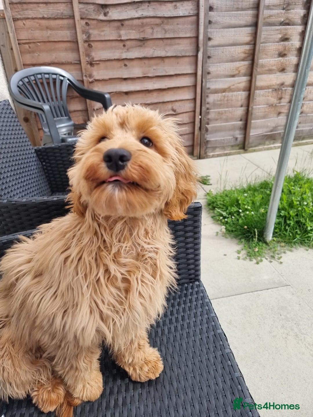 Cockapoo dogs for sale: F1 Cockapoo puppies  - Image 25