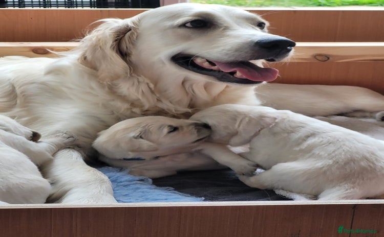 Golden Retriever dogs - Advert 2