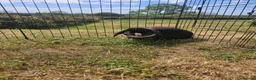 Mini Lop rabbits for sale: 🧡 Female Purebred mini lop 🧡 - Advert 9