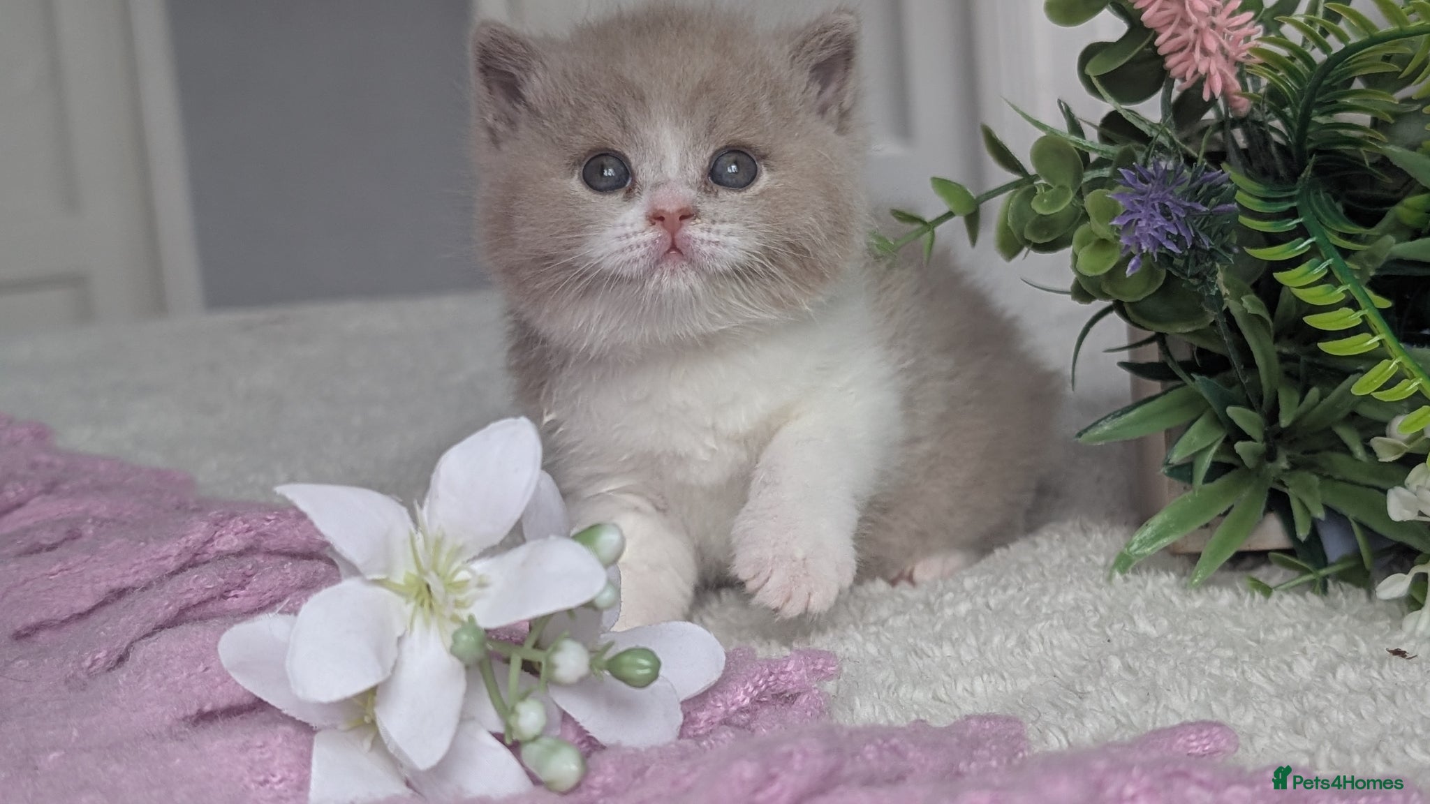 British Shorthair cats Fawn bi colour boy - Advert 1