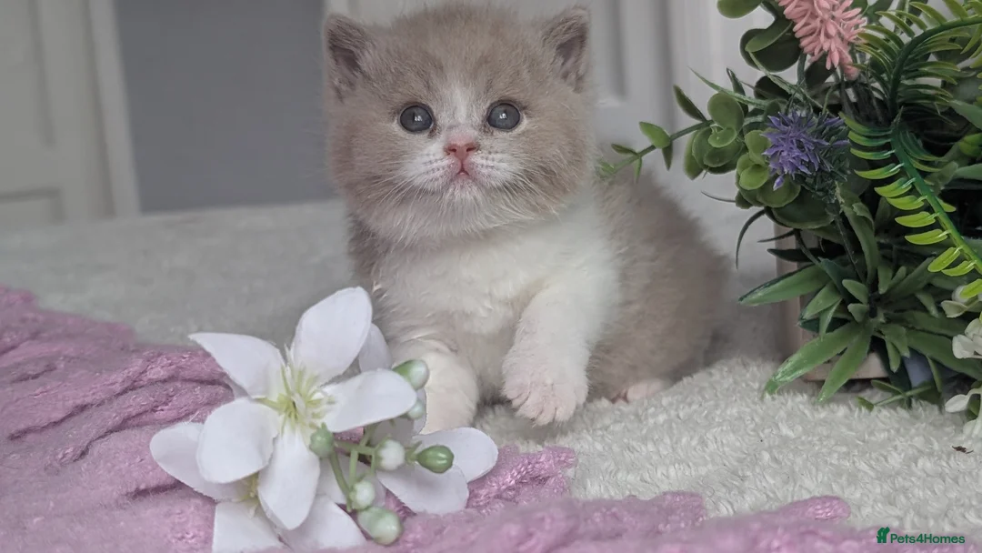 British Shorthair cats for sale: Fawn bi colour boy - Advert 1