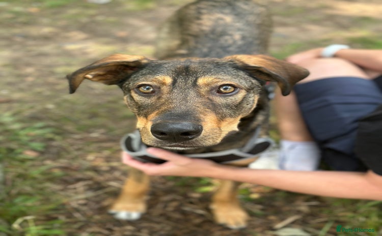 Mixed Breed dogs in Nottingham - Advert 3