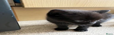 Domestic Shorthair Kitten 6