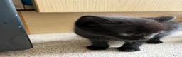 Domestic Shorthair cats for sale: Kittens forsale  - Advert 5