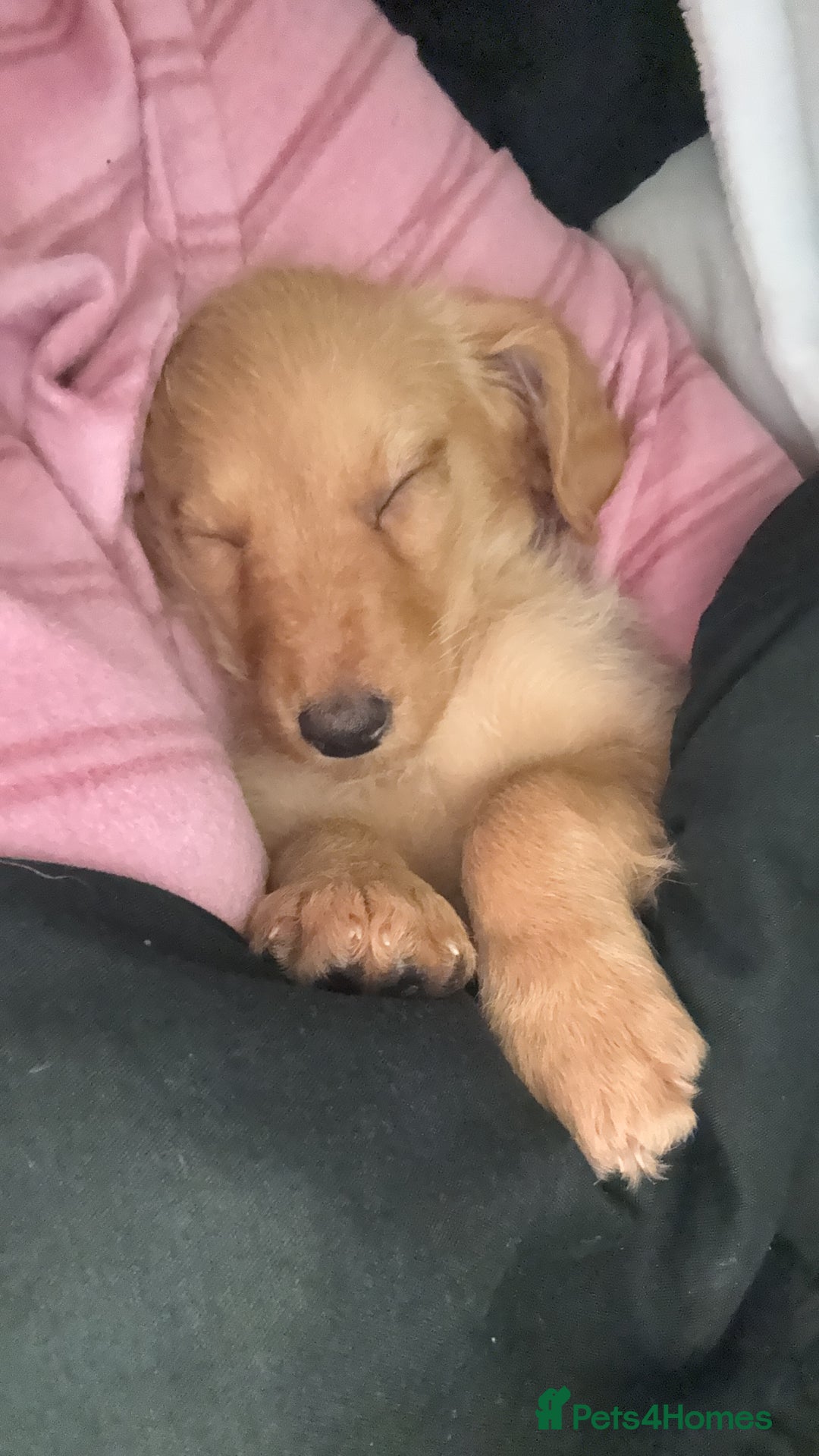 Labradoodle dogs for sale: Gorgeous Labradoodle pup  - Advert 3