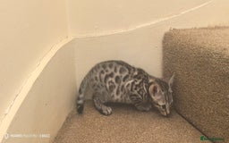 Bengal cats for sale: Sweet Bengal Kittens For Sale  - Image 27