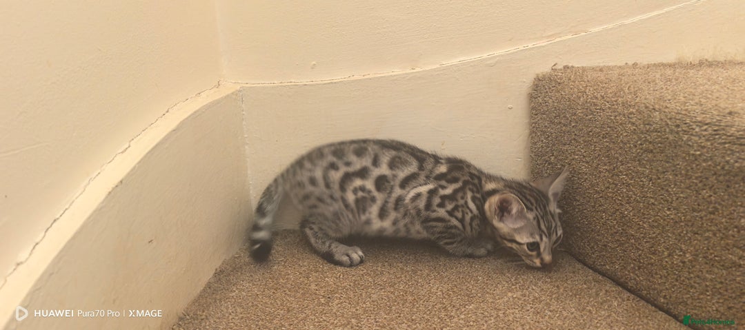 Bengal cats for sale: Sweet Bengal Kittens For Sale  - Image 27