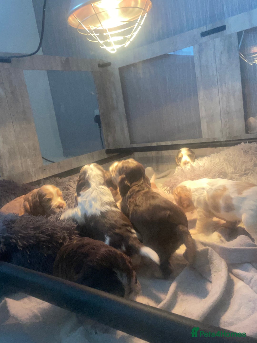 Cocker Spaniel dogs for sale: Show type cocker spaniels  - Image 34