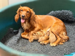 Cocker Spaniel dogs Gorgeous Red Cocker Spaniel Puppies - Advert 1
