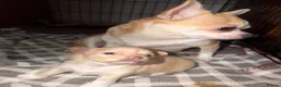 Chihuahua dogs for sale: Beautiful chihuahua boy - Advert 1