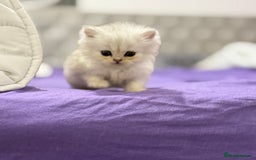 Persian cats for sale: 2 Persian silver tipped chinchilla - Advert 2