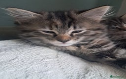Mixed Breed cats for sale: Stunning litter of 4 gorgeous fur babies  - Image 4