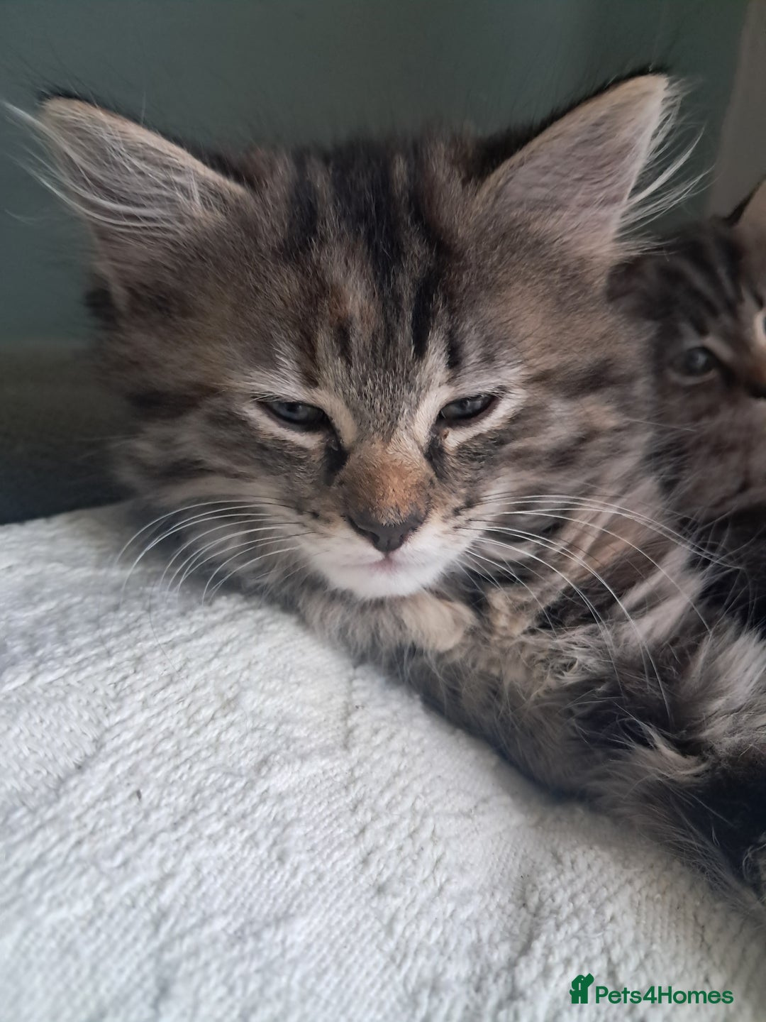 Mixed Breed cats for sale: Stunning litter of 4 gorgeous fur babies  - Image 4
