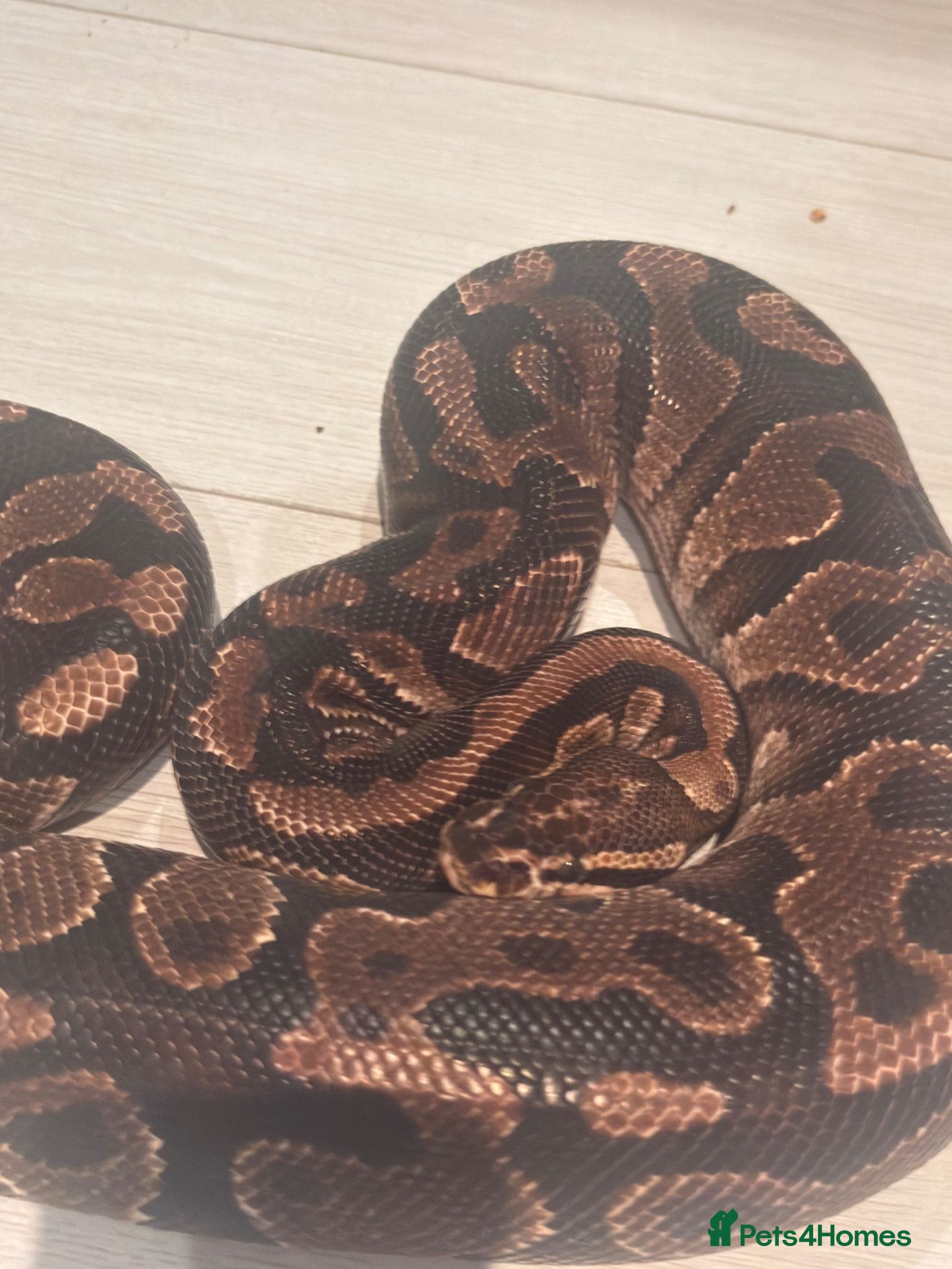 Python Snake reptiles ball python - Advert 2