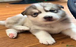 Siberian Husky dogs for sale: SIBERIAN HUSKY  - Image 10