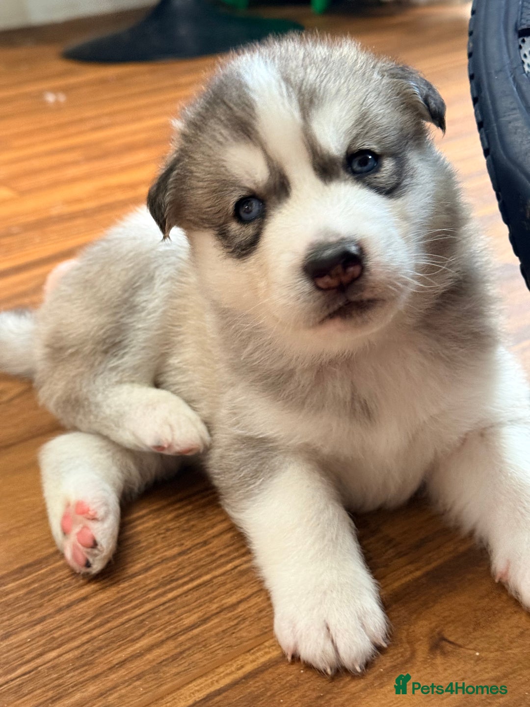 Siberian Husky dogs for sale: SIBERIAN HUSKY  - Image 10