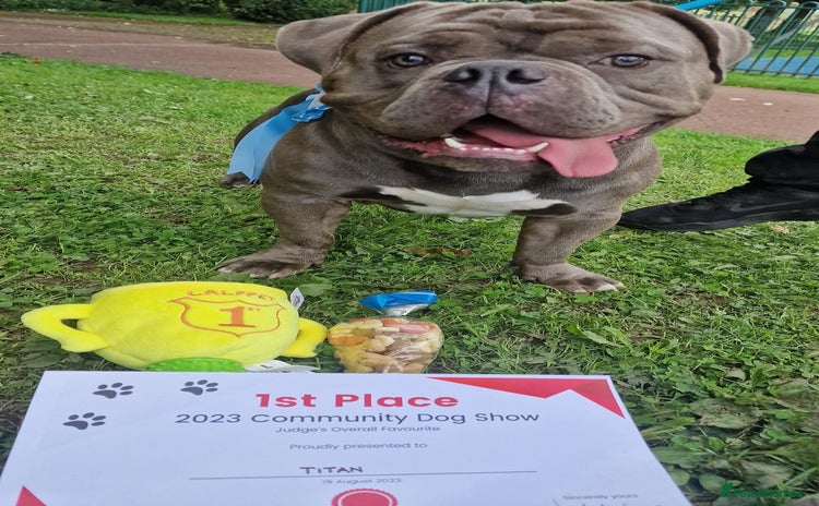 American Bully dogs - Advert 1