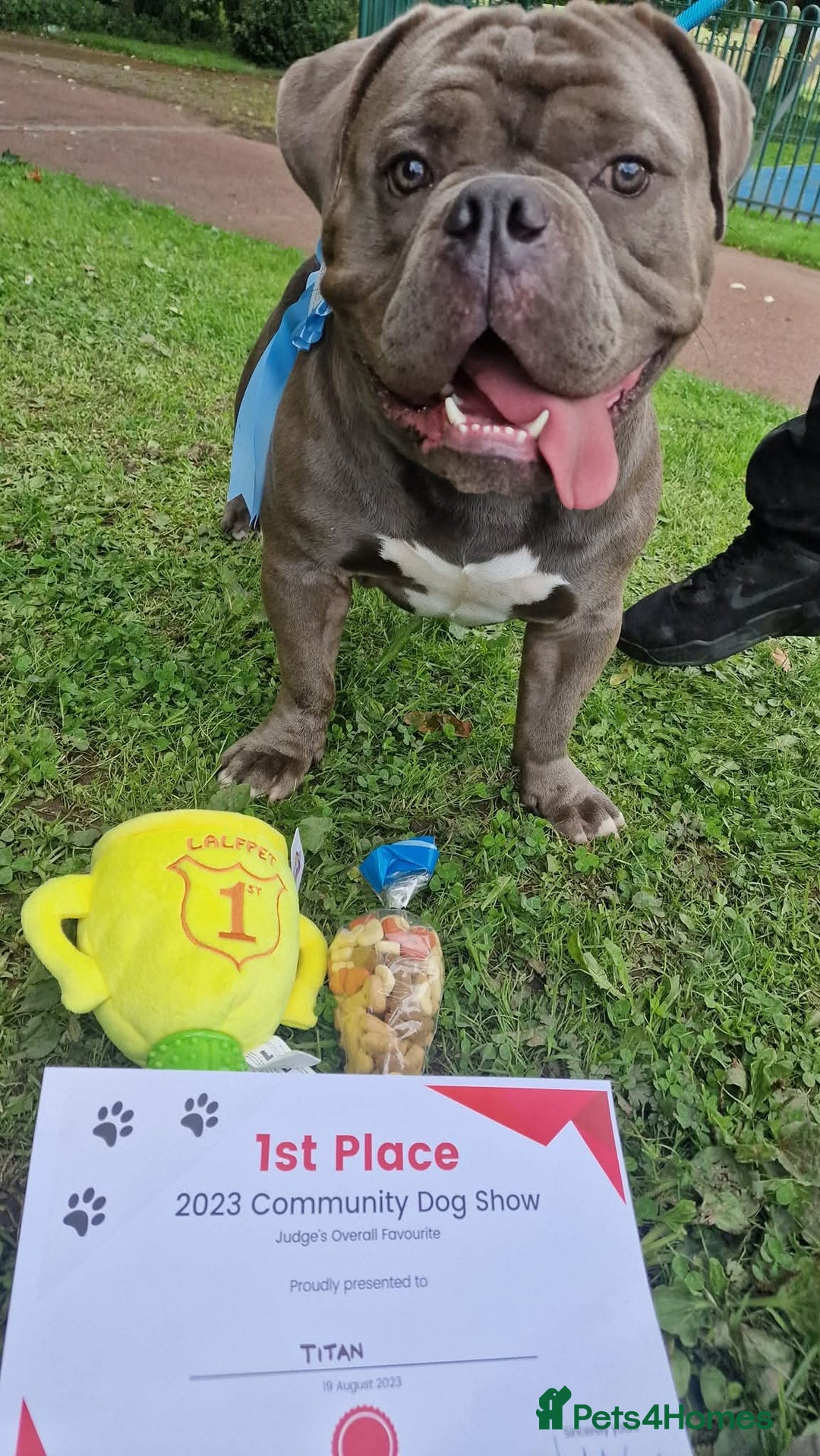 American Bully dogs for sale: American Pocket Bullys  - Image 1