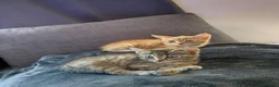 Mixed Breed cats for sale: 2 sibling kittens - Advert 2