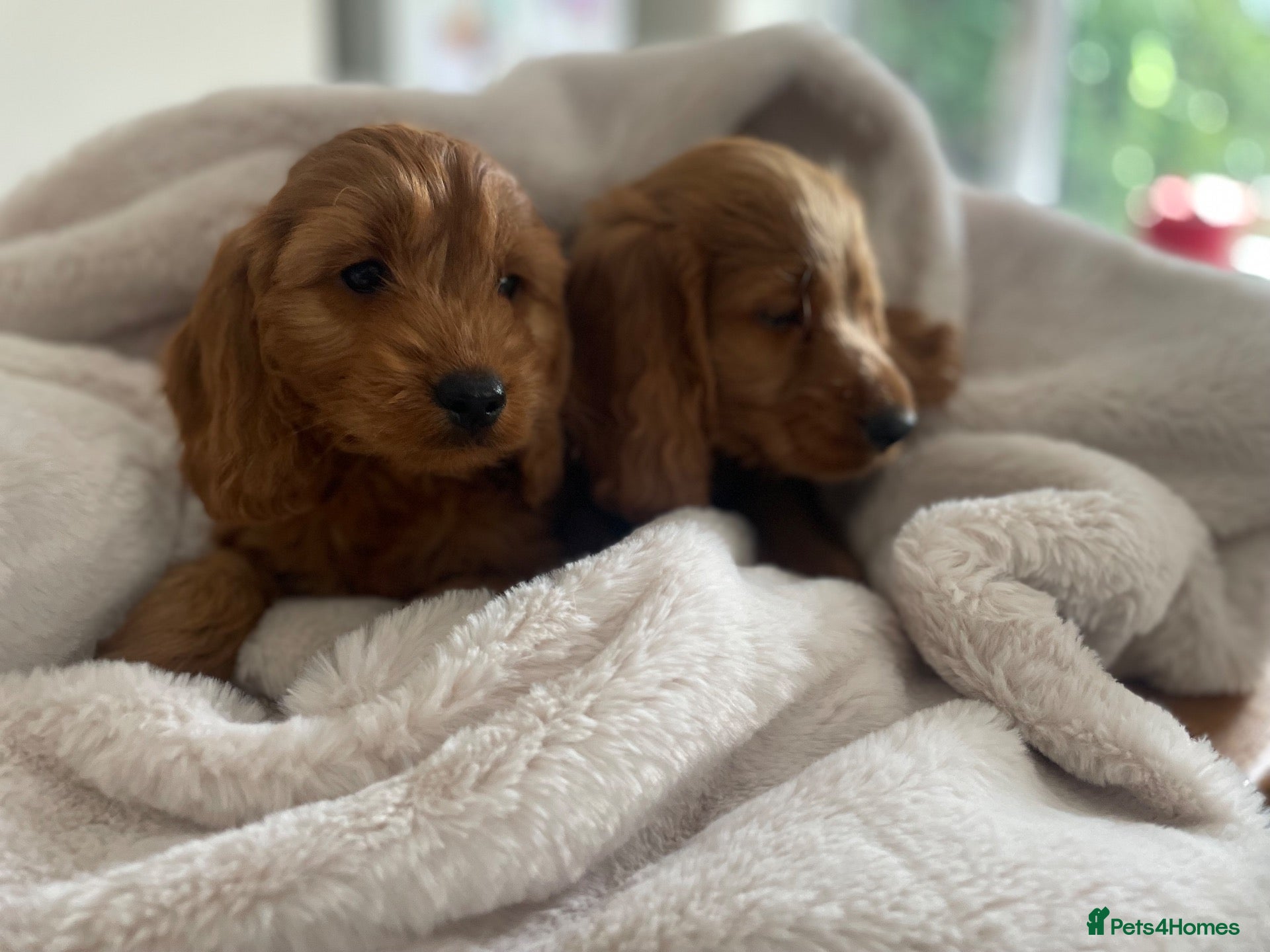 Cockapoo dogs F1 Cockapoos READY TO LEAVE NOW  - Advert 1