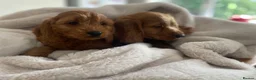 Cockapoo dogs for sale: F1 Cockapoos READY TO LEAVE NOW  - Advert 1