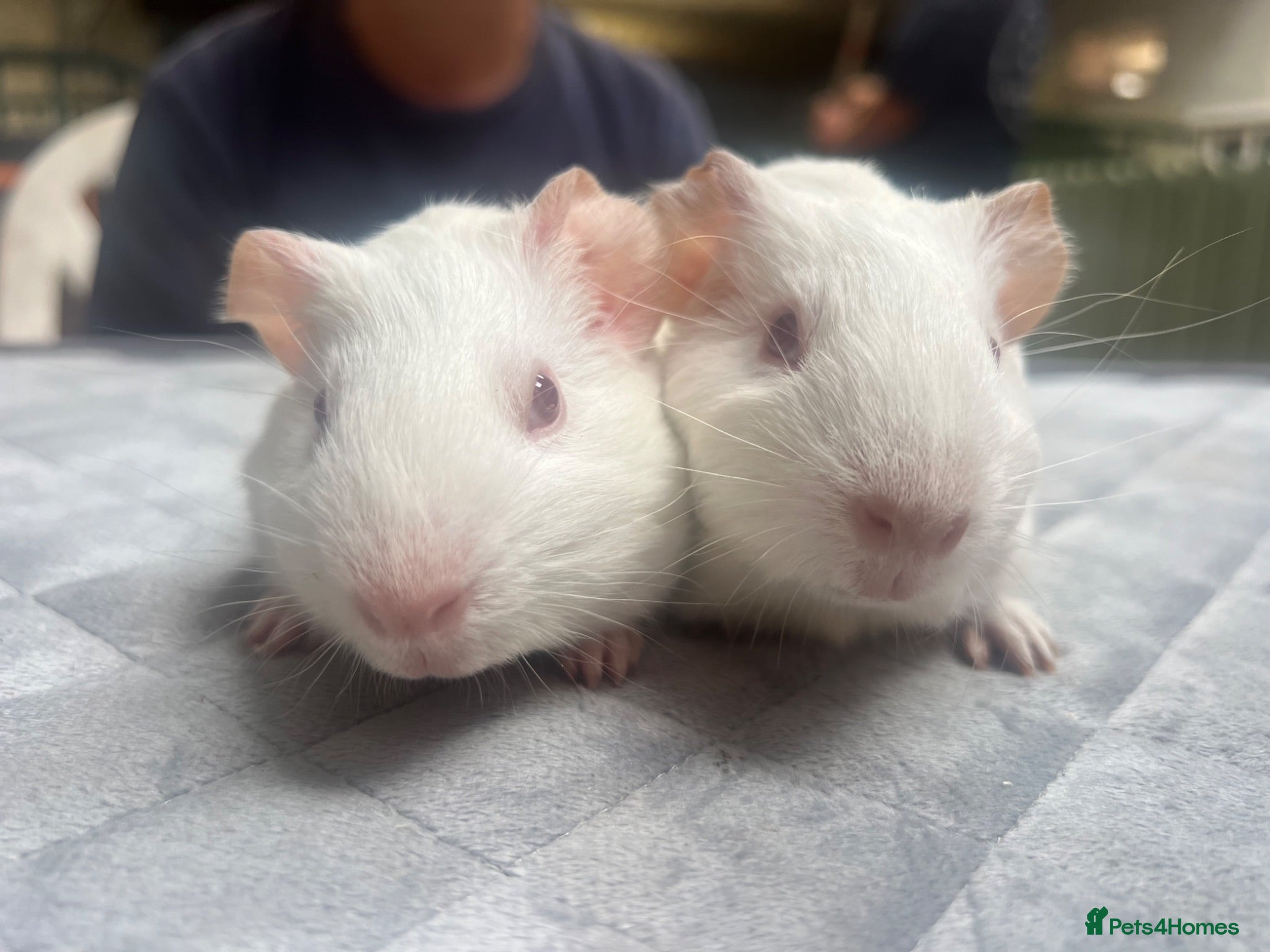 Guinea Pig rodents Lovely baby guinea pigs for sale  - Advert 2