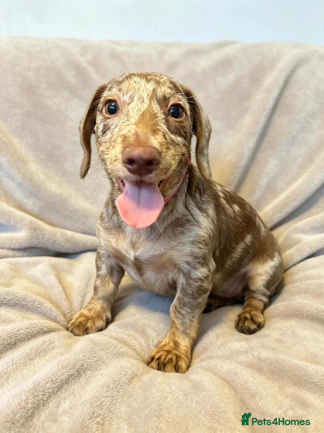 Mixed Breed dogs for sale: Stunning doxiepoo puppy  - Advert 9