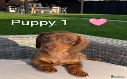 Miniature Dachshund dogs for sale: Ethically Bred Superior Health Tested Miniatures - Image 5