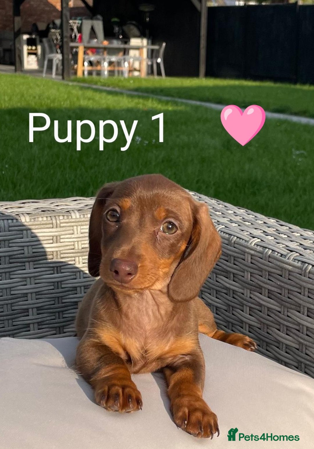 Miniature Dachshund dogs for sale: Ethically Bred Superior Health Tested Miniatures - Image 5