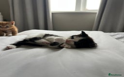 Domestic Shorthair cats for sale: Four beautiful male kittens  - Image 2
