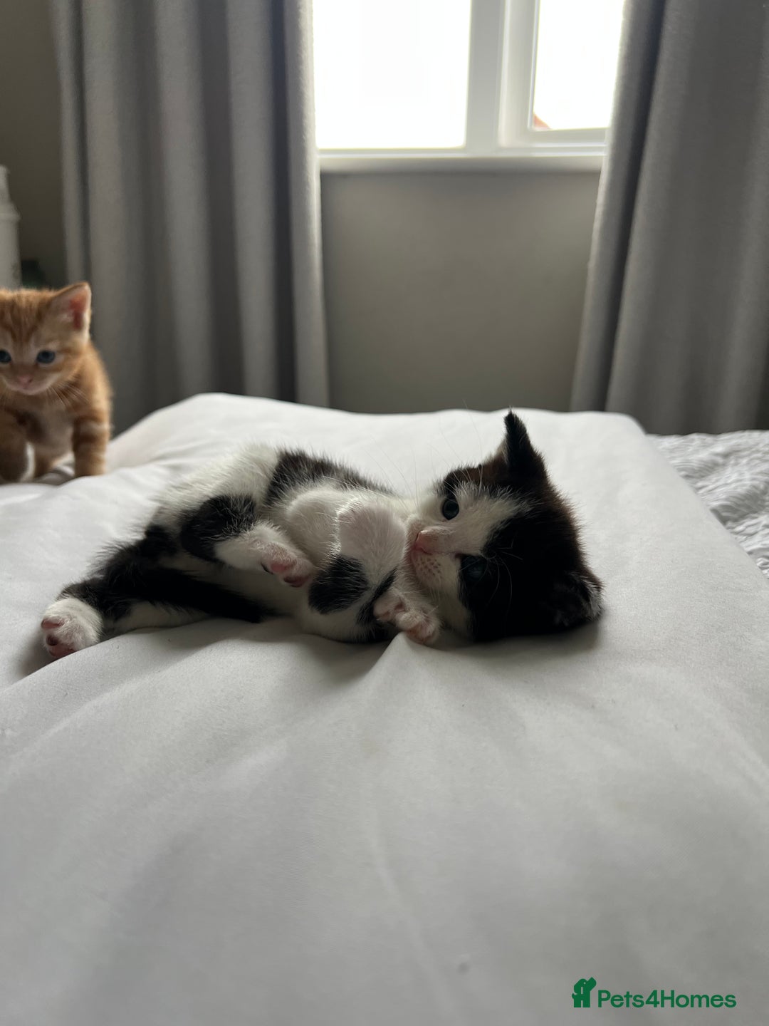 Domestic Shorthair cats for sale: Four beautiful male kittens  - Image 2