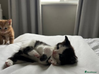 Domestic Shorthair cats - Advert 2