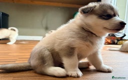 Siberian Husky dogs for sale: SIBERIAN HUSKY  - Image 14