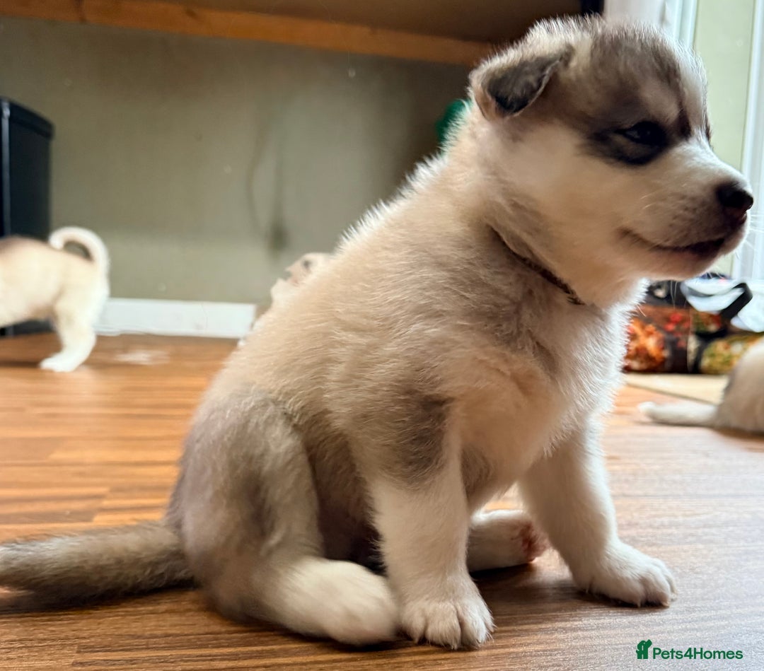 Siberian Husky dogs for sale: SIBERIAN HUSKY  - Image 14