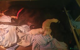 Labrador Retriever dogs for sale: labrador pups for sale home reared - Advert 2