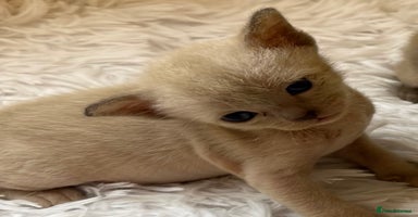 Burmese cats - Advert 5