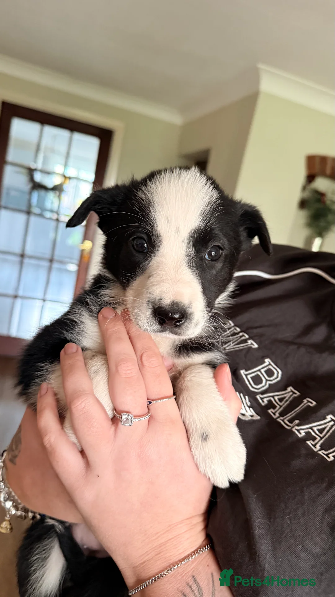 Border Collie dogs for sale: Border Collie Pups  - Advert 5