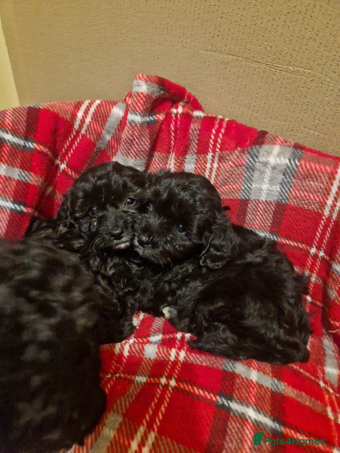 Shihpoo dogs for sale: 6 Georgeous Shipoo Teddy pups - Image 10