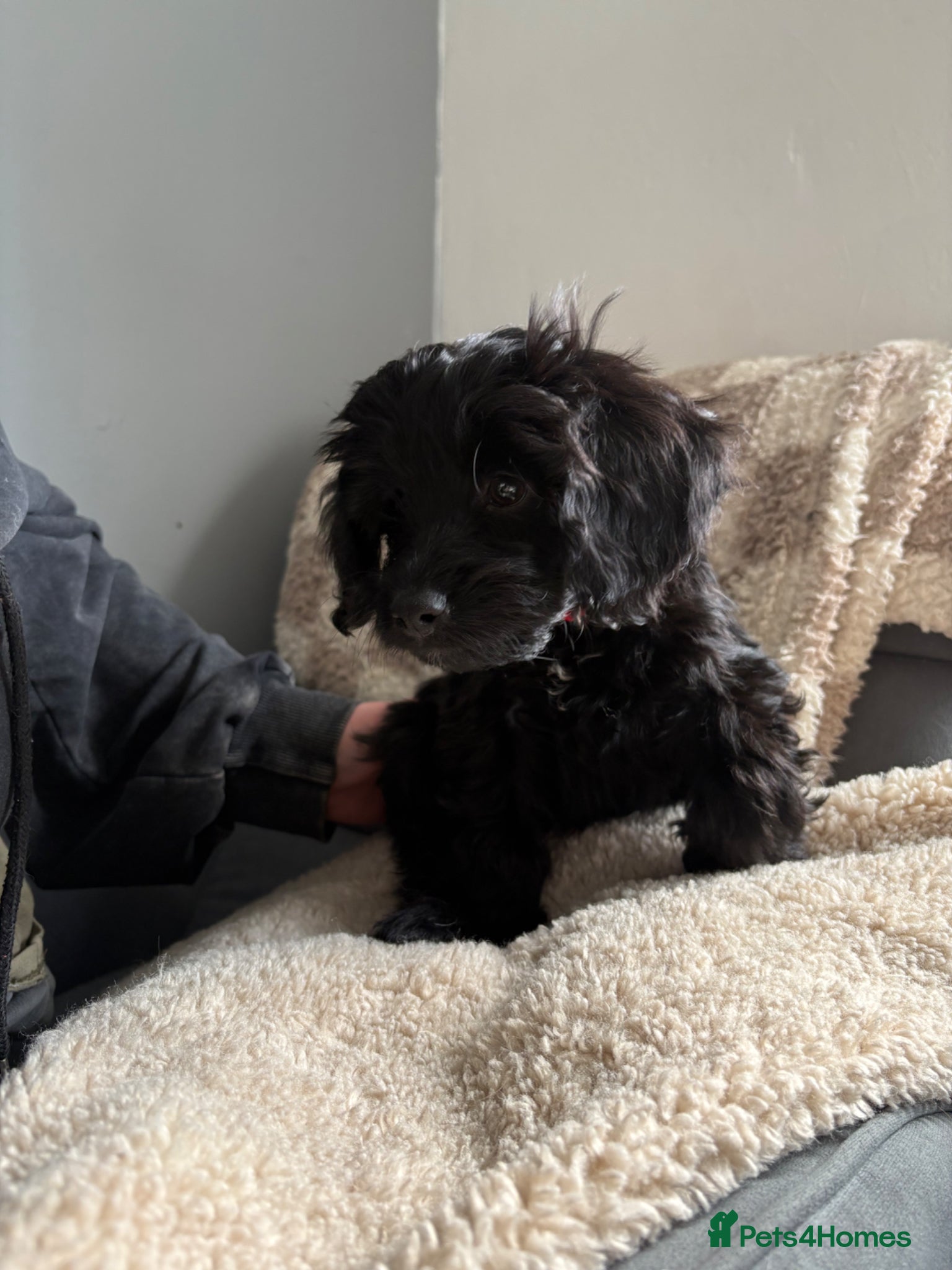 Cockapoo dogs READY TO LEAVE - Last 11 Week Old F1B Cockapoo - Advert 6